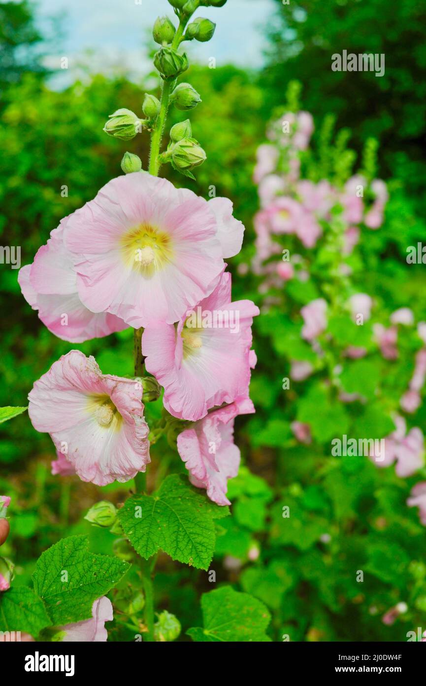 Colorful, tall pink hollyhocks (Alcea rosea) growing in organic garden, in full bloom during the summer, Browntown, Wisconsin, USA Stock Photo