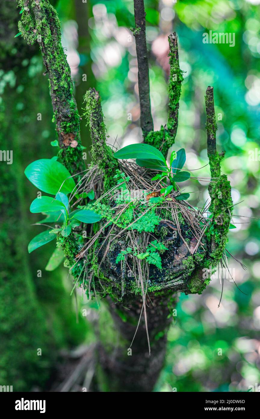 The photo shows green plants growing in the jungle. One plant is green, the other purple