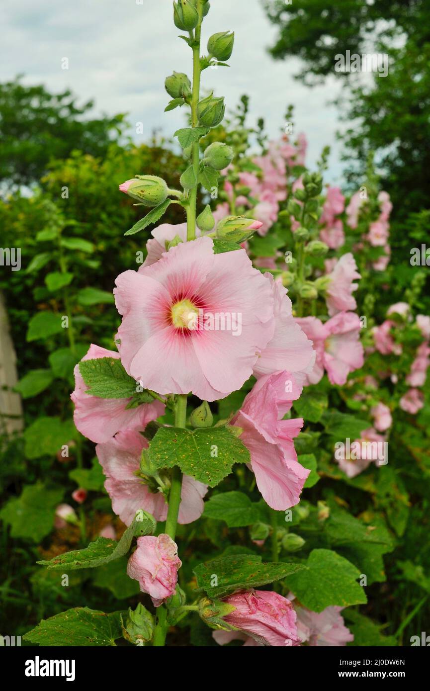 Colorful, tall pink hollyhocks (Alcea rosea) growing in organic garden ...