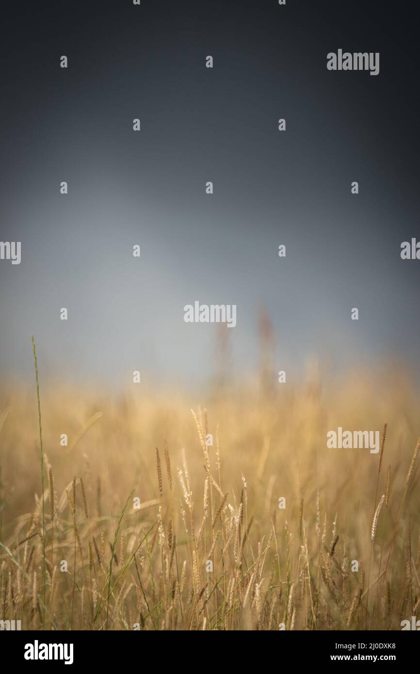 Rain clouds over wheat field hi-res stock photography and images - Alamy