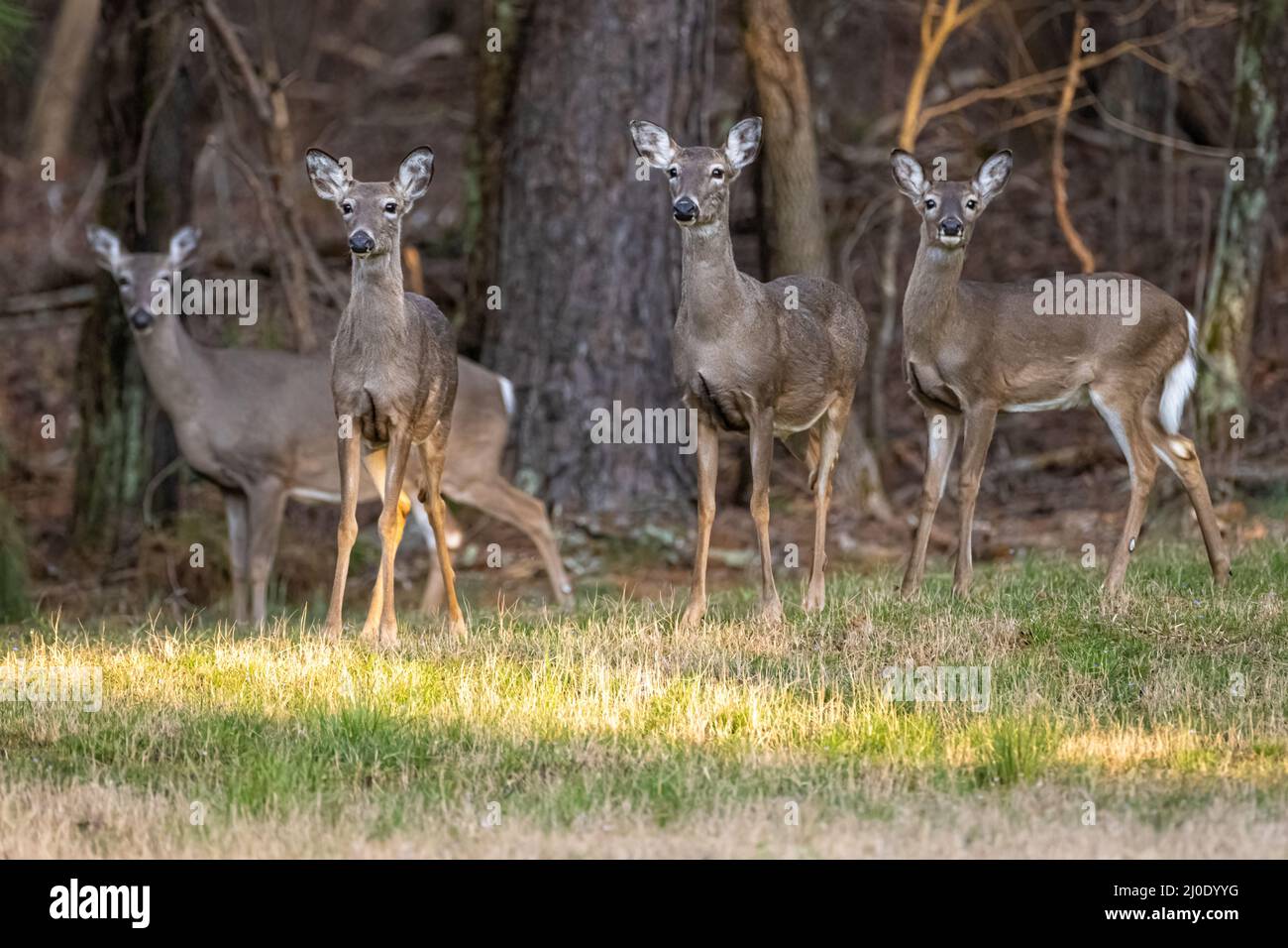 Family of white-tailed deer along the woods bordering Lake Lanier and the Chattahoochee River at Don Carter State Park in Gainesville, Georgia. Stock Photo