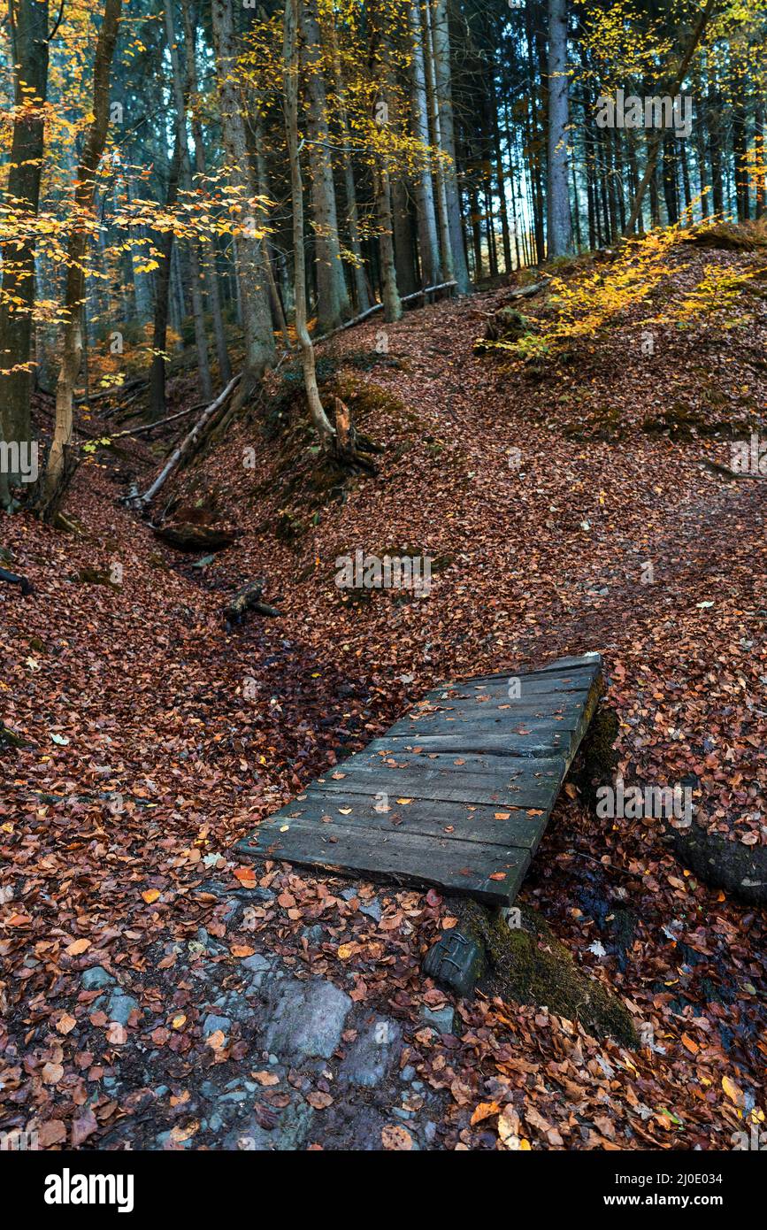 Forest path with trees in autumn Stock Photo - Alamy