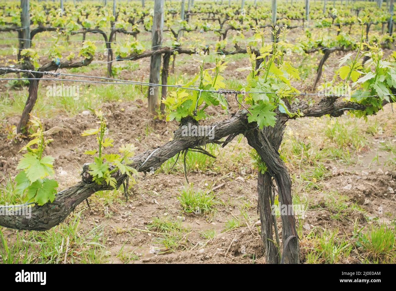 Chianti vineyard landscape in Tuscany Stock Photo