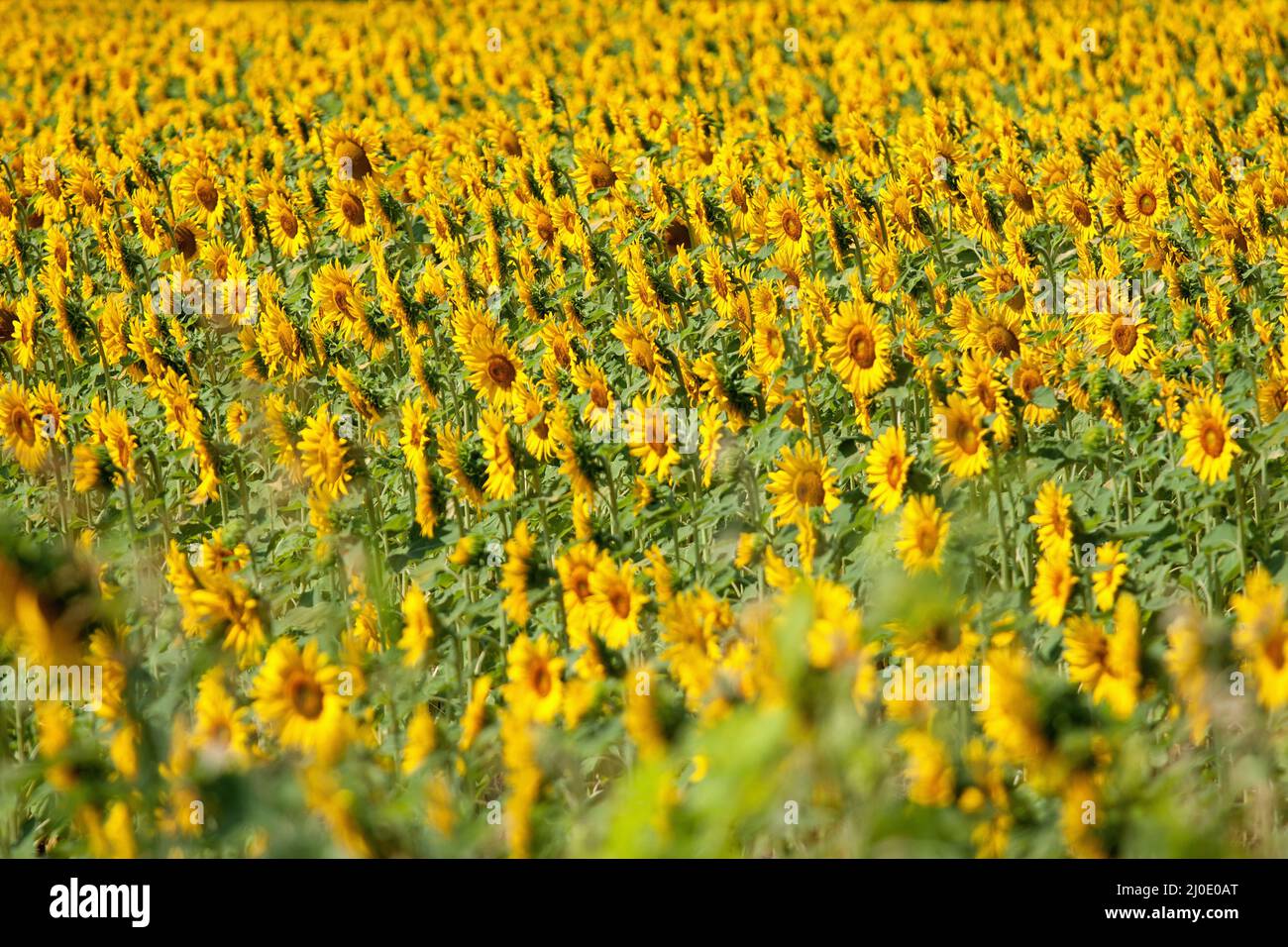Field of blooming sunflowers on a sunset light Stock Photo