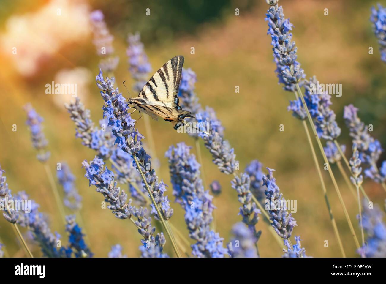 A yellow swallowtail butterfly Stock Photo