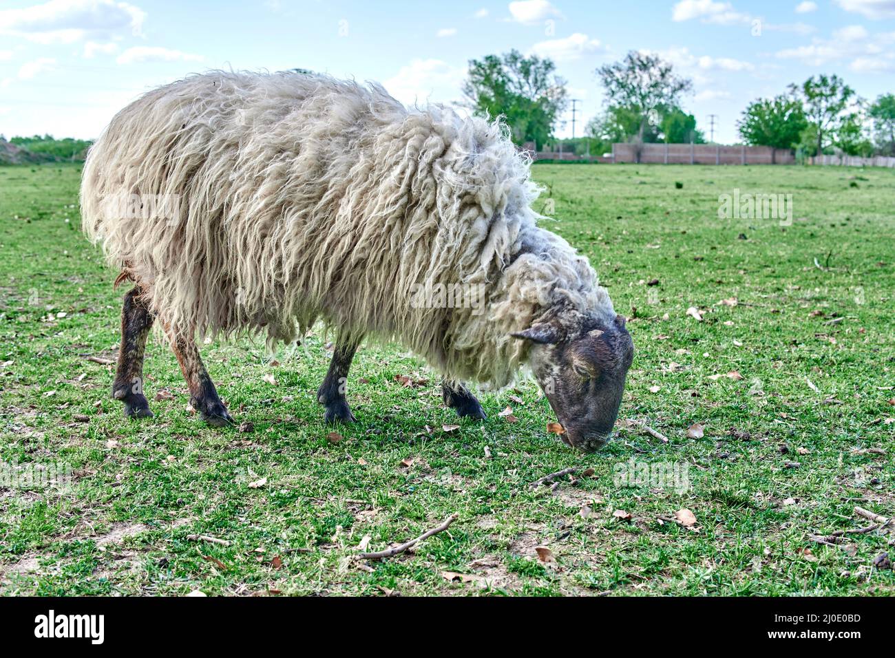 sheep grazing on green pasture in a farm in Argentina Stock Photo