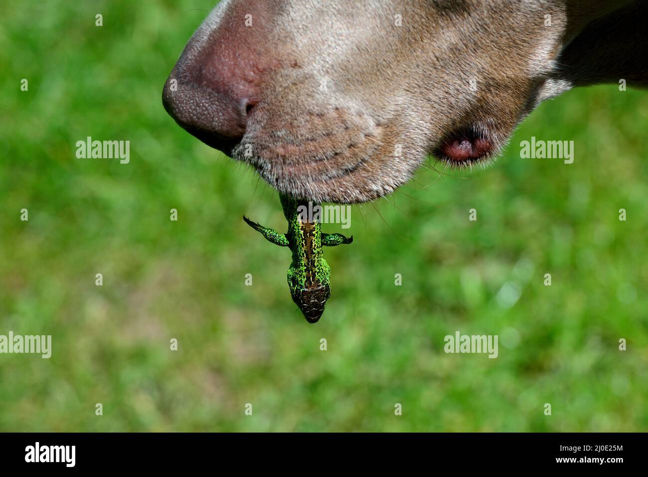 Dog fetches lizard Stock Photo - Alamy