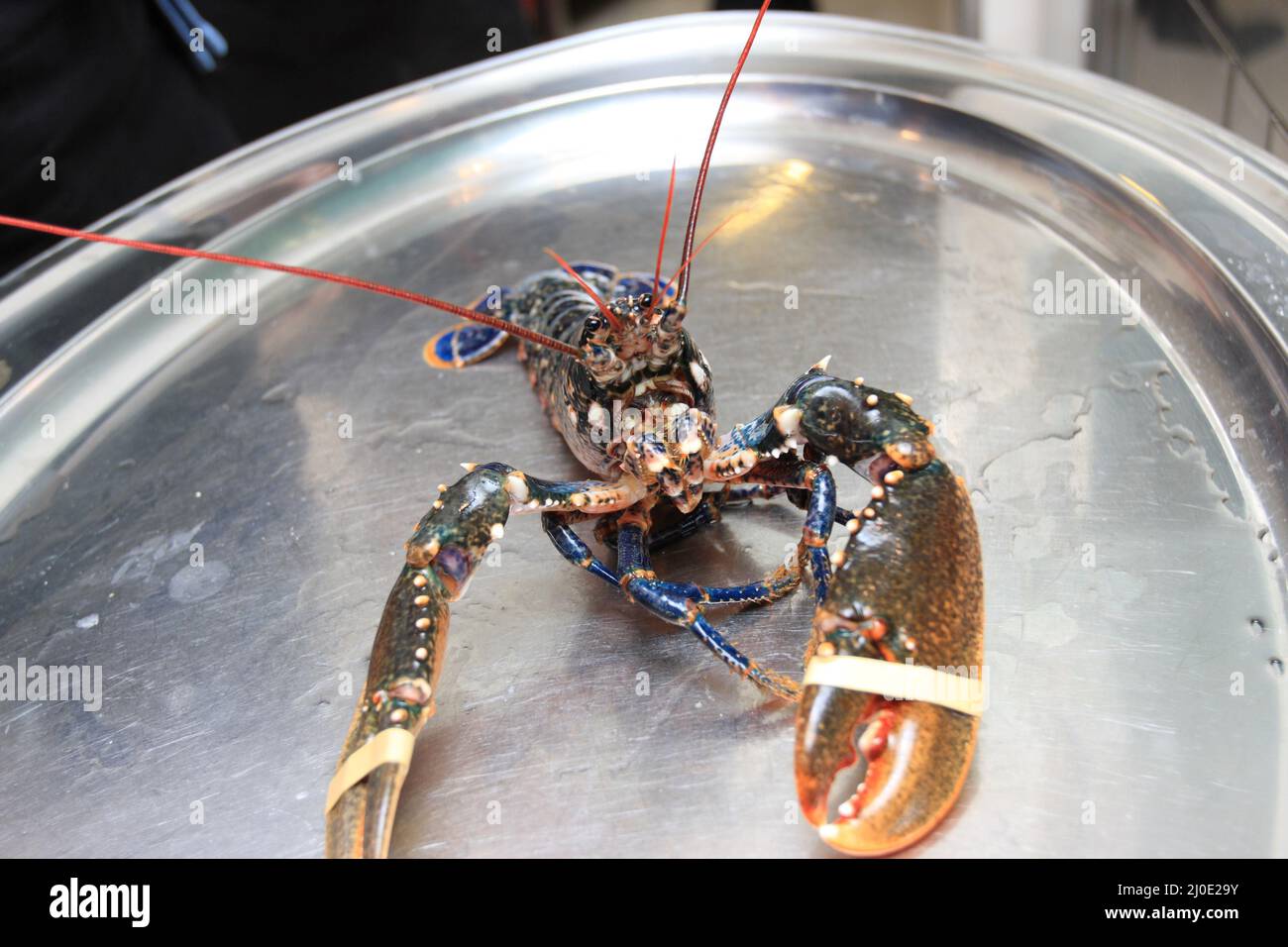 Lobster on silver plate lobster hi-res stock photography and images - Alamy