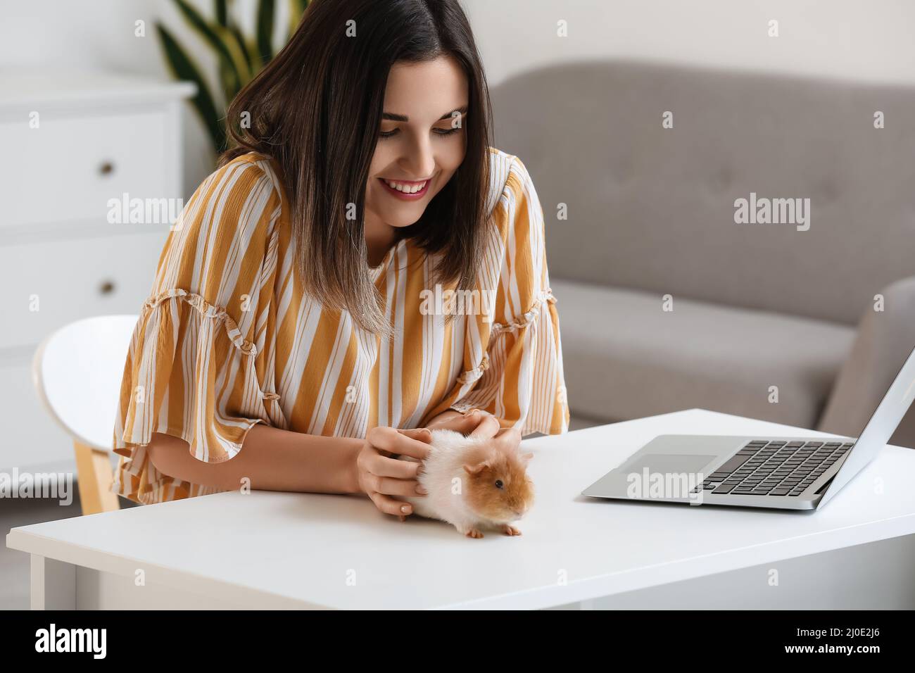 Beautiful young woman with cute guinea pig at home Stock Photo
