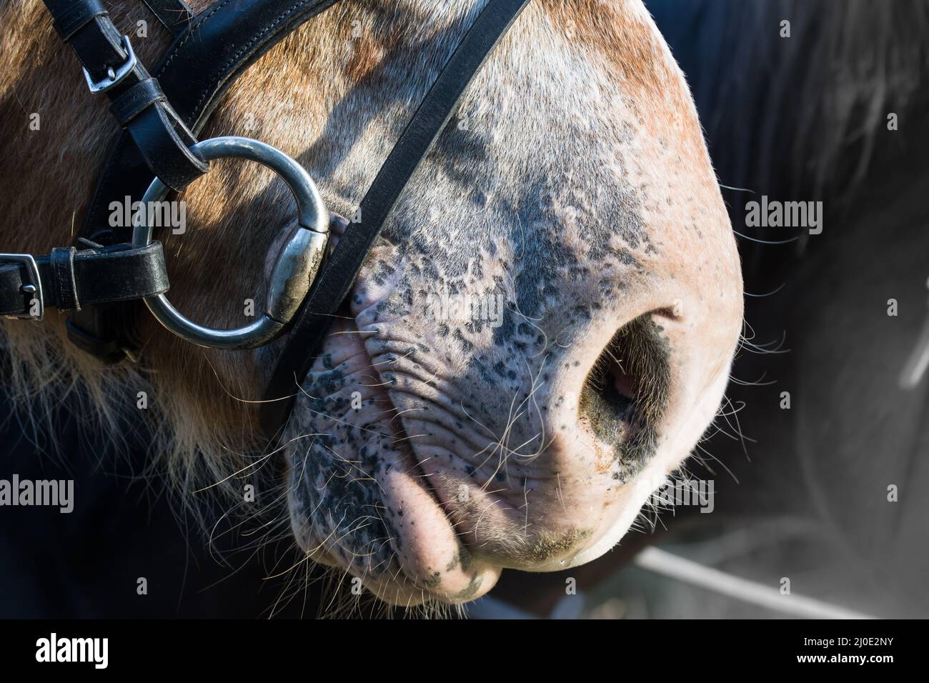 Horse nostrils with snaffle Stock Photo