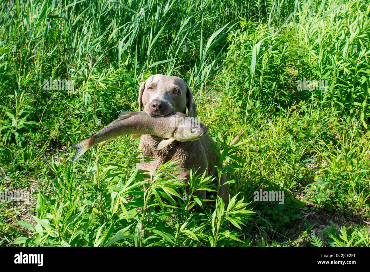 Weimaraner huntingdog fetches fish Stock Photo Alamy
