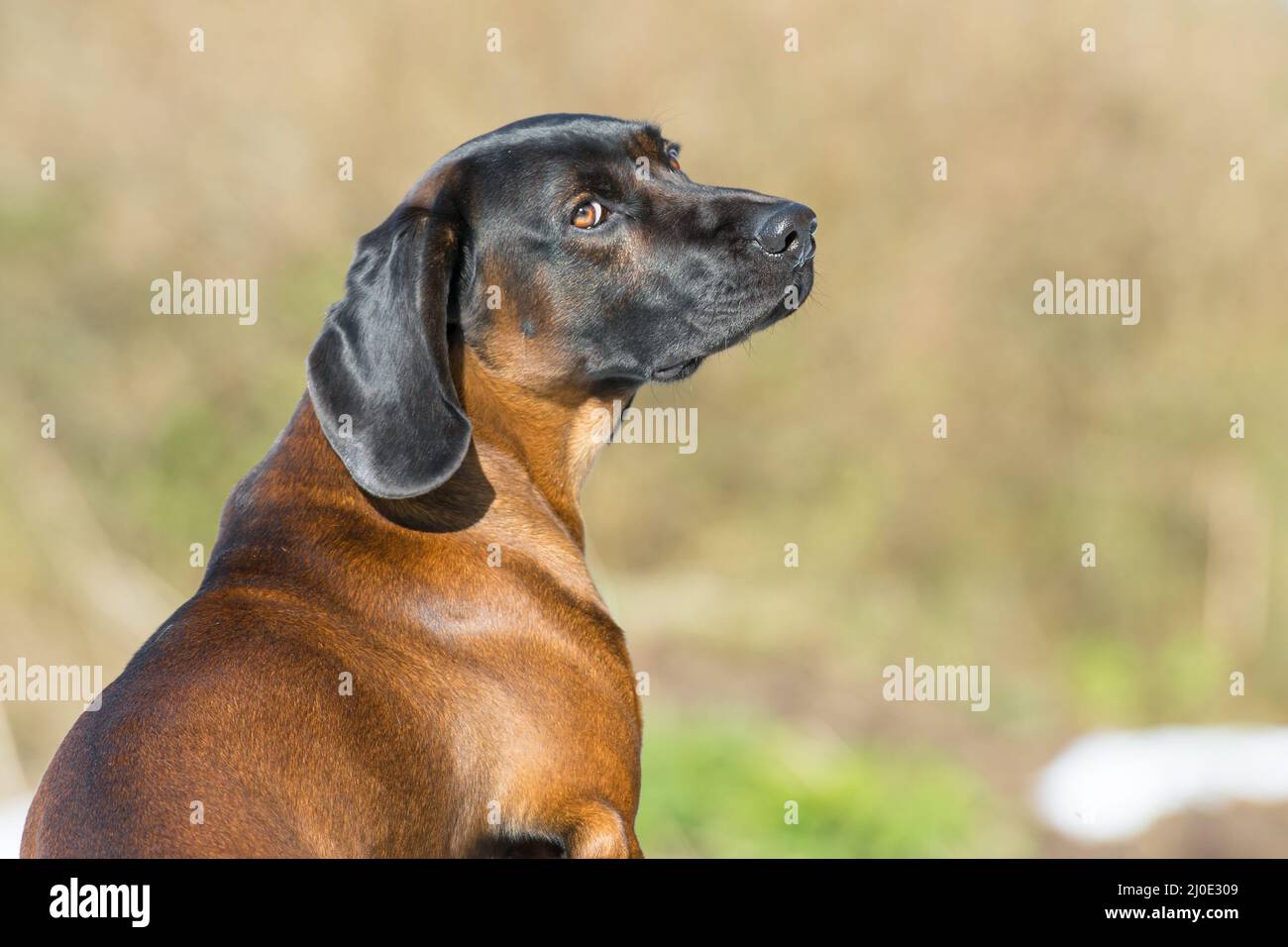 Bavarian hunting dog Stock Photo