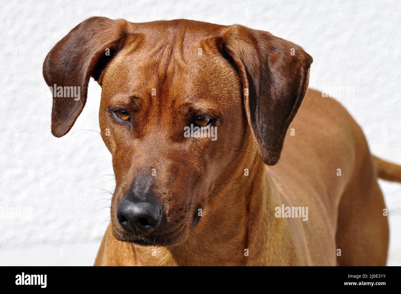 Rhodesian Ridgeback Stock Photo