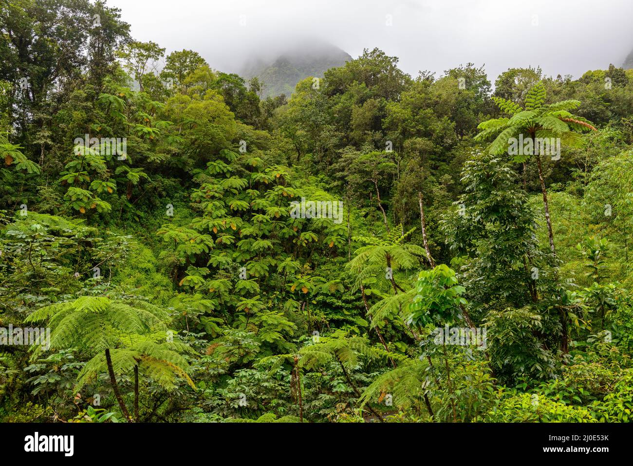 Tropical tree ferns in the Martinique rainforest in the fog Stock Photo