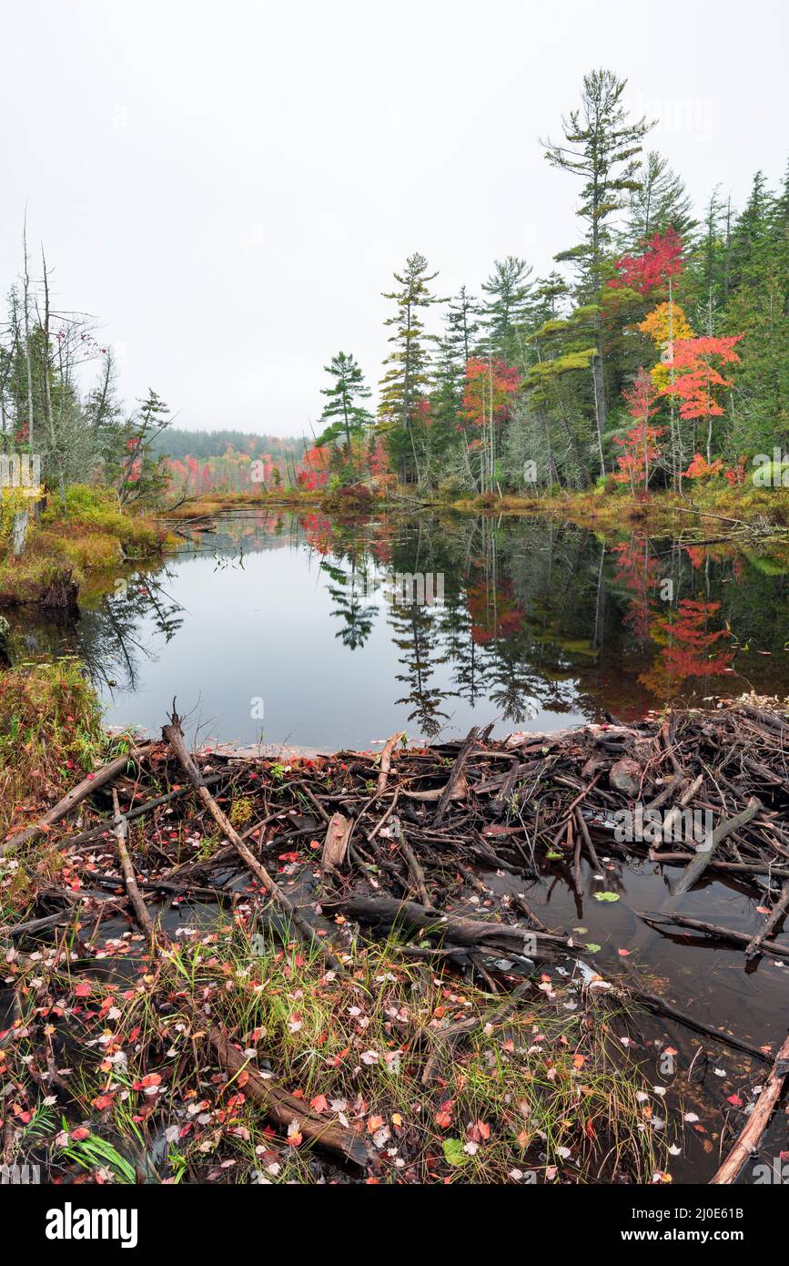 Beaver dam on Second Pond along Rte. 3, Saranac Lake, Adirondack Park, New York Stock Photo