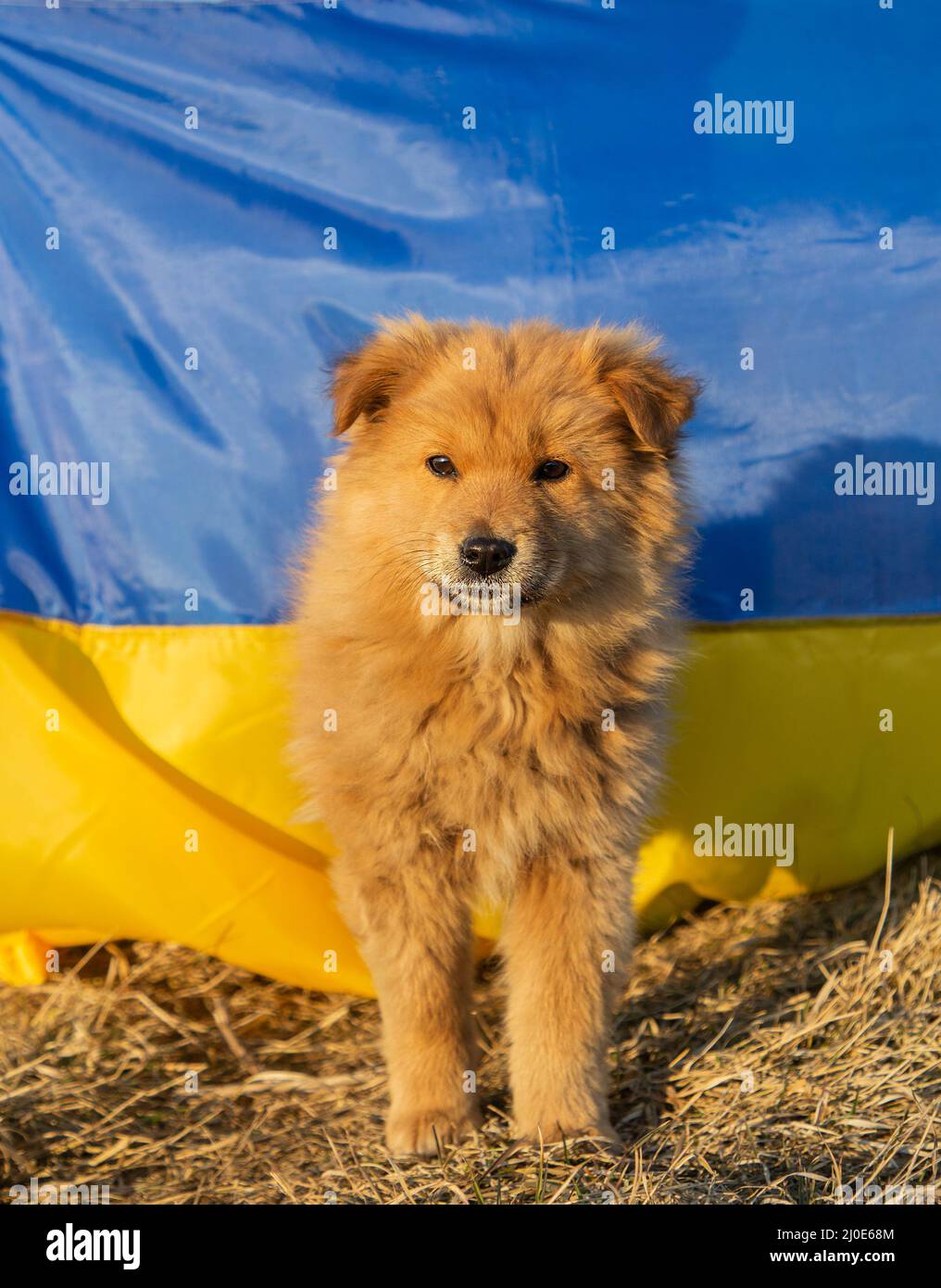 Portrait of a cute fluffy chow-chow puppy against the background of the yellow - blue Ukrainian flag. Ukraine wants peace. Support the Ukrainians Stock Photo