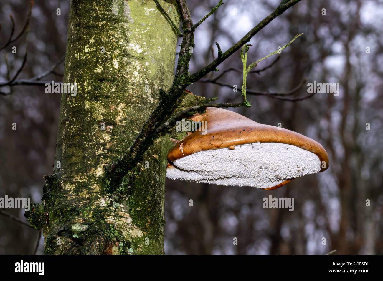 Closeup of a birch fungus or birch killer (Piptoporus betulinus Stock