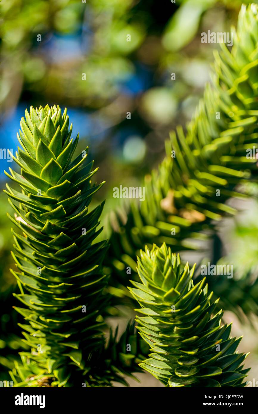 Selective focus shot of monkey puzzle tree (araucaria araucana) Stock Photo