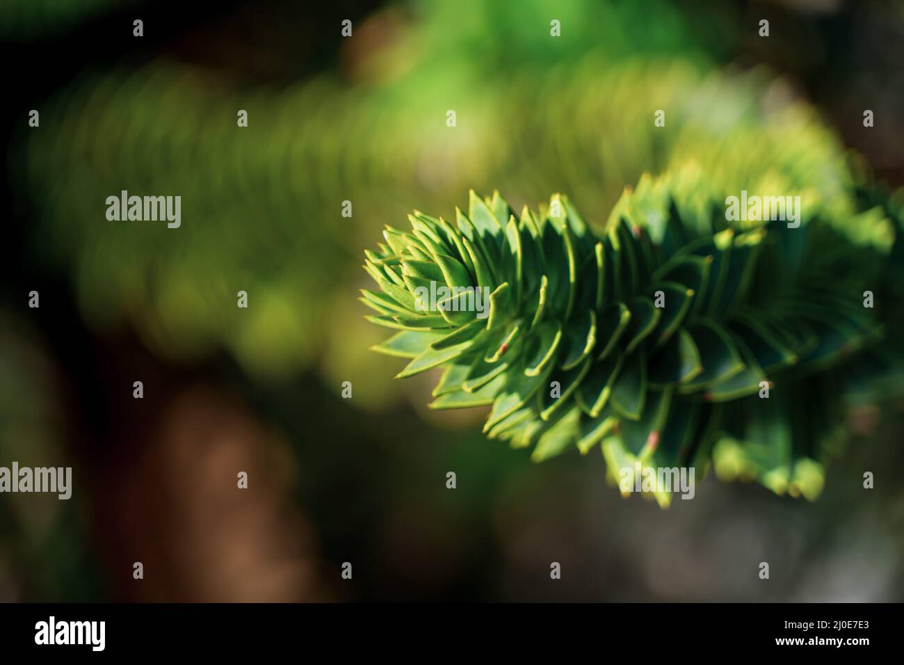 Selective focus shot of monkey puzzle tree (araucaria araucana) Stock Photo
