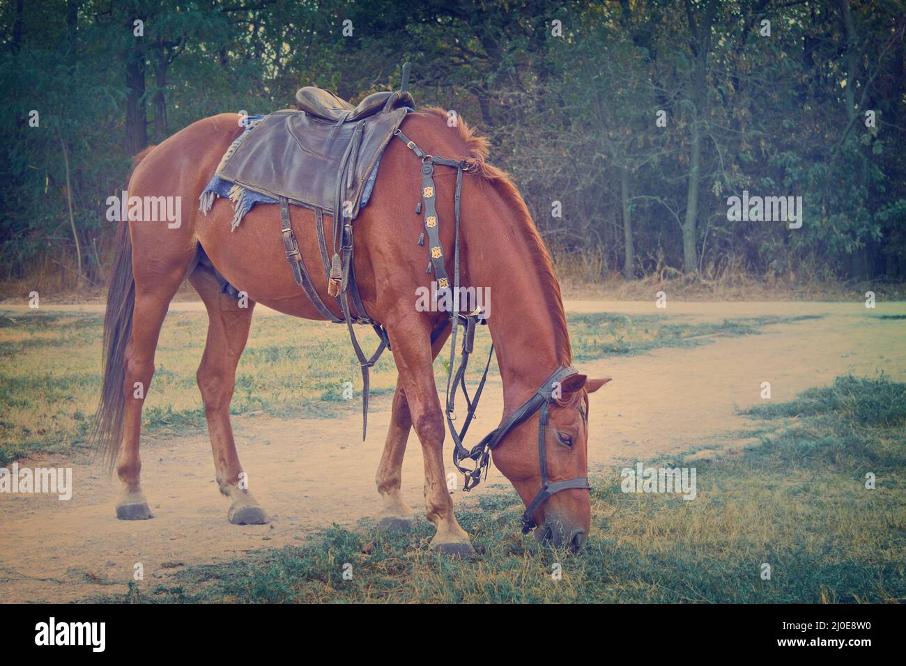 Grazing saddled red horse closeup in vintage processing Stock Photo Alamy