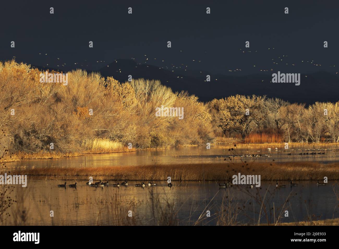 Beauty of New Mexico sunrise seen in golden glow accented by distant bird flocks in sky and water of a winter landscape Stock Photo