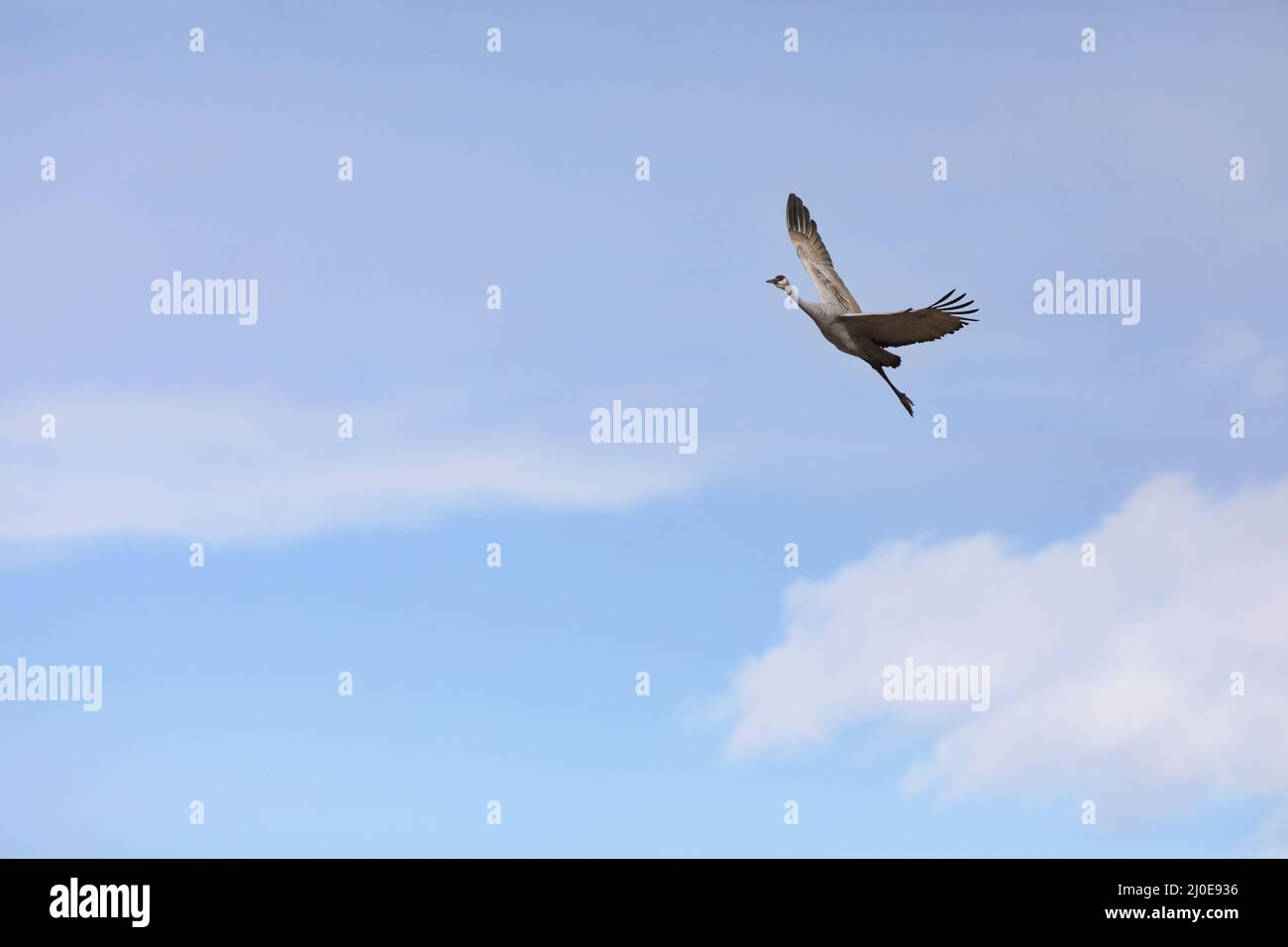 Beautiful white clouds and blue sky are natural background with copy space for one sandhill crane gracefully soaring upwards Stock Photo