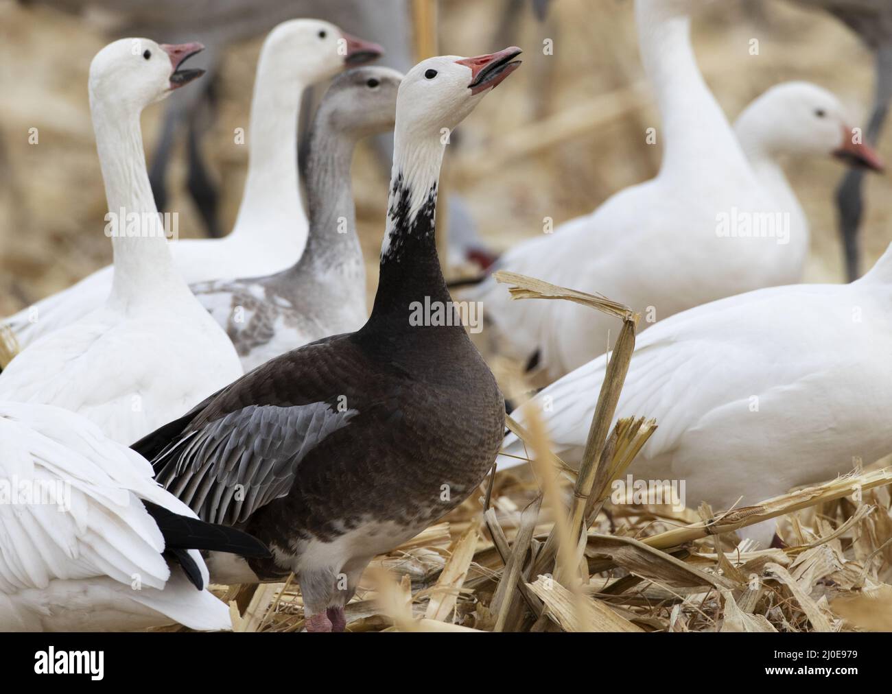 Adult blue morph snow goose in New Mexico corn field with white morph snow geese lifts head and calls Stock Photo