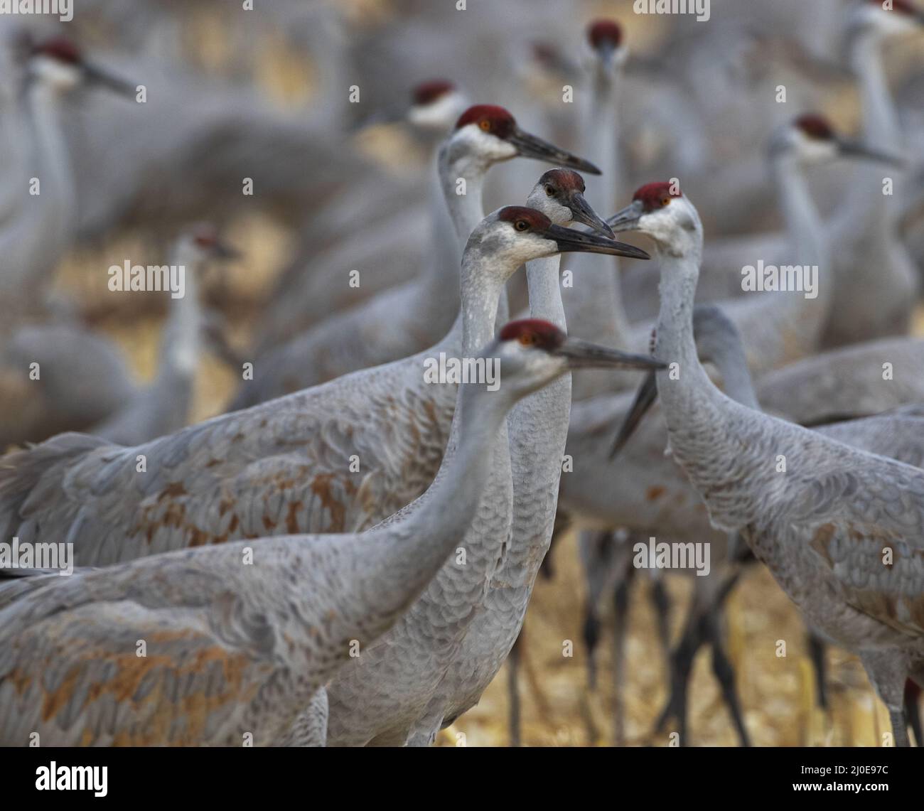 Concepts of unique individuality  seen in selective focus on one individual crane amid varying sharpness on surrounding other birds Stock Photo