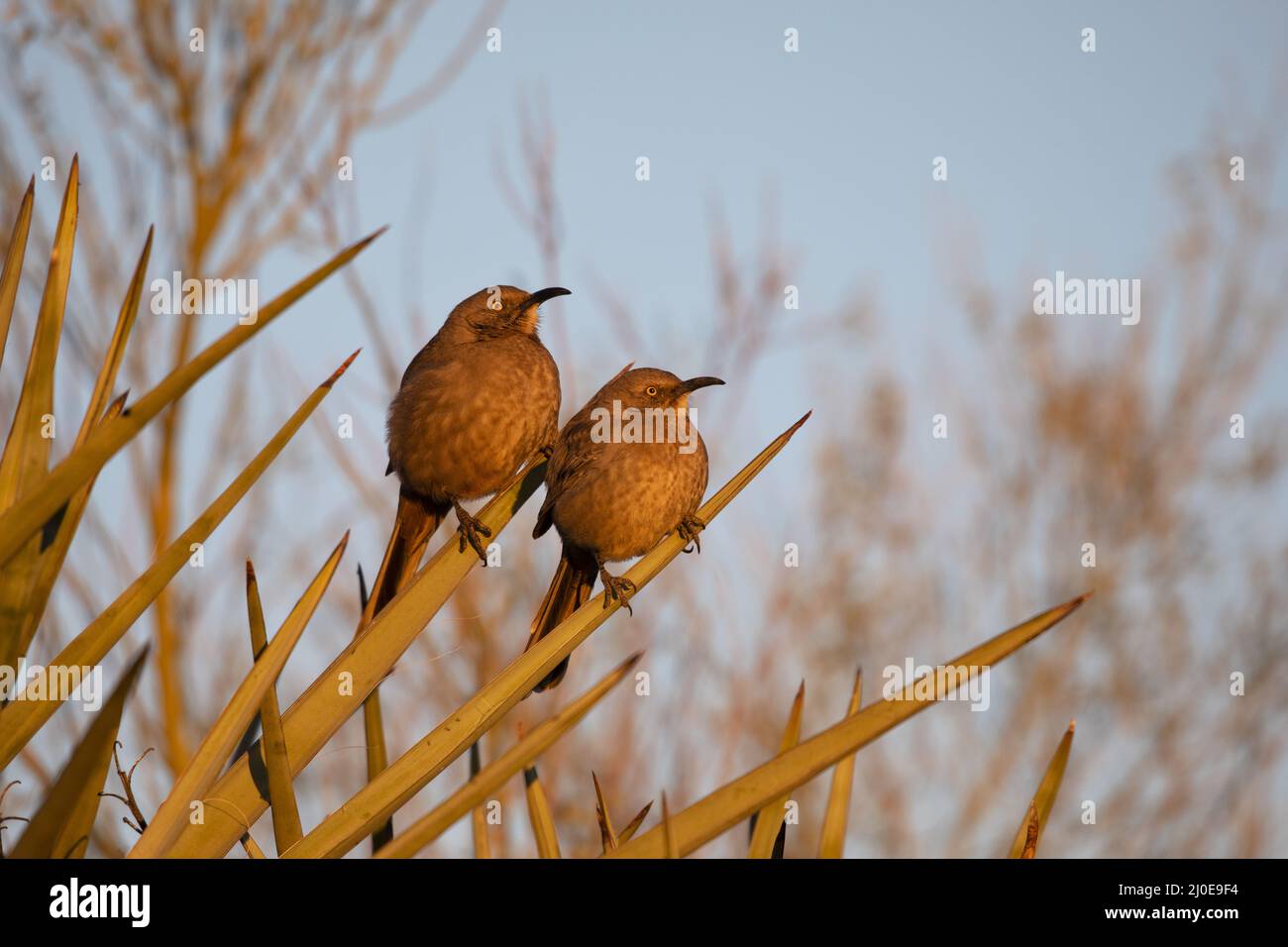 Beautiful morning glow on two, sunlit, perched Curved billed Thrashers with golden eyes and unique bills visible Stock Photo