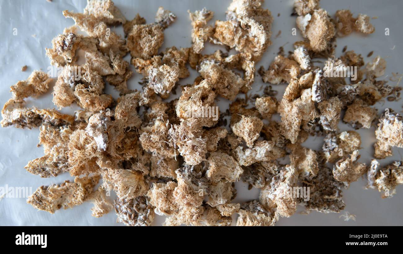 dried fruiting bodies of Hericium erinaceus mushroom close-up Stock Photo