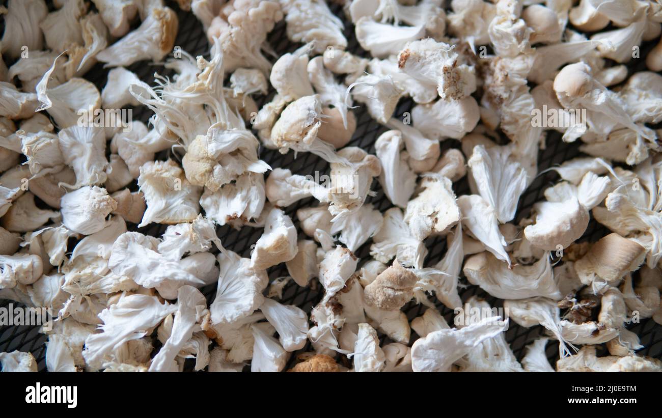 dried fruiting bodies of Hericium erinaceus. Stock Photo