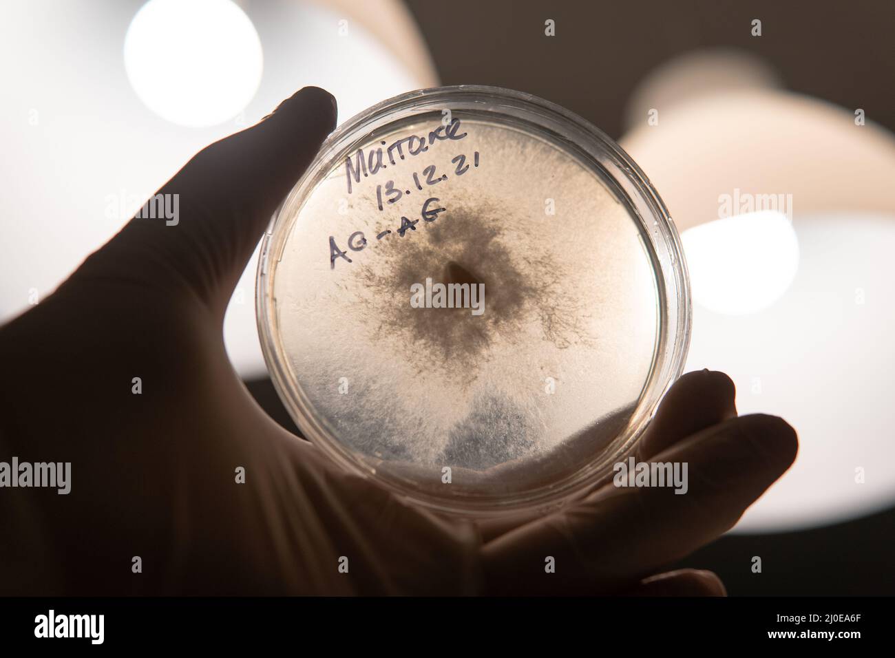 mushroom mycelium on a petri dish. Reservation and selection of fungal