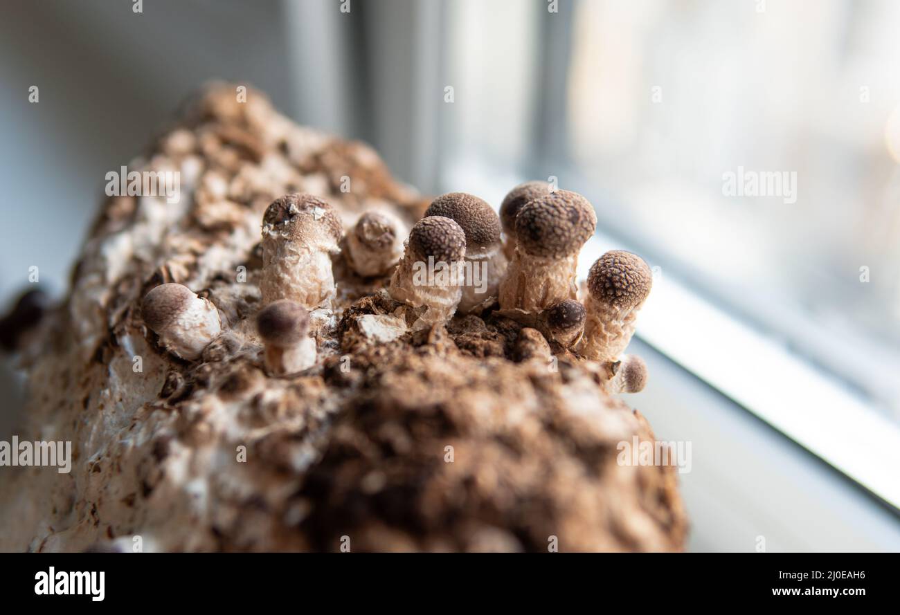 Shiitake Mushrooms on mycelium block. Traditional chinese medicine