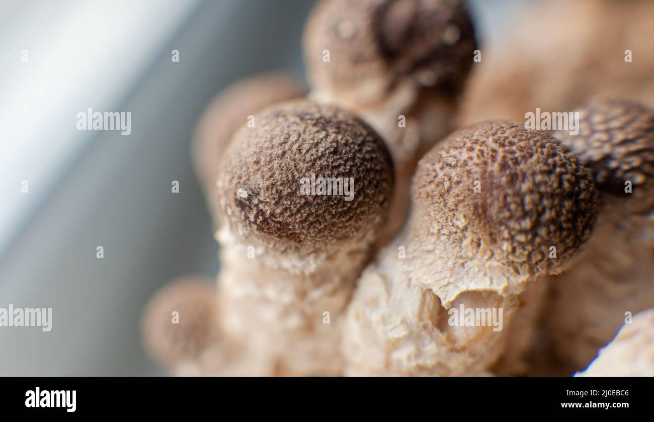 Shiitake Mushrooms on mycelium block. Traditional chinese medicine