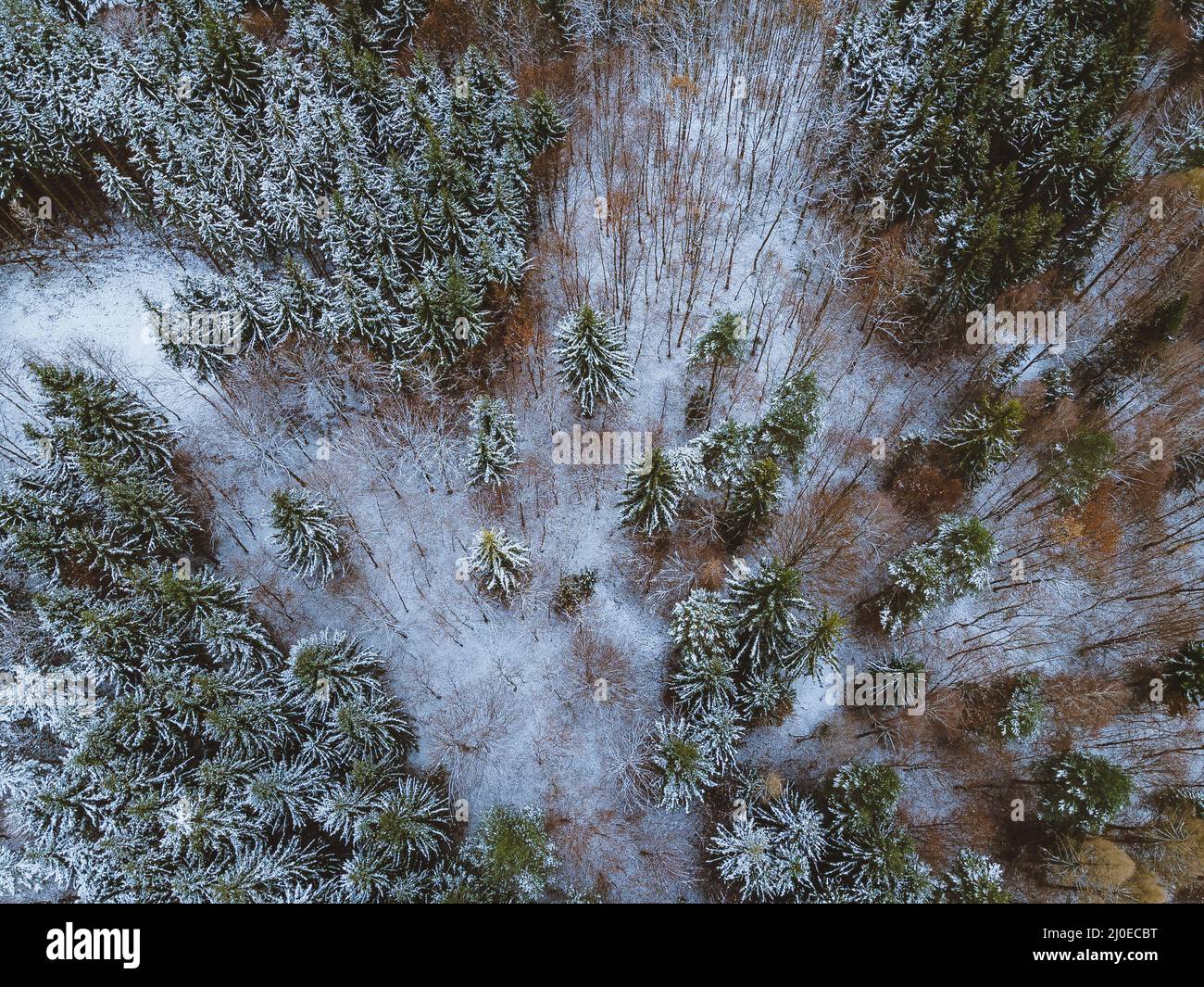 Aerial view of green leaved trees forest covered with snow during ...