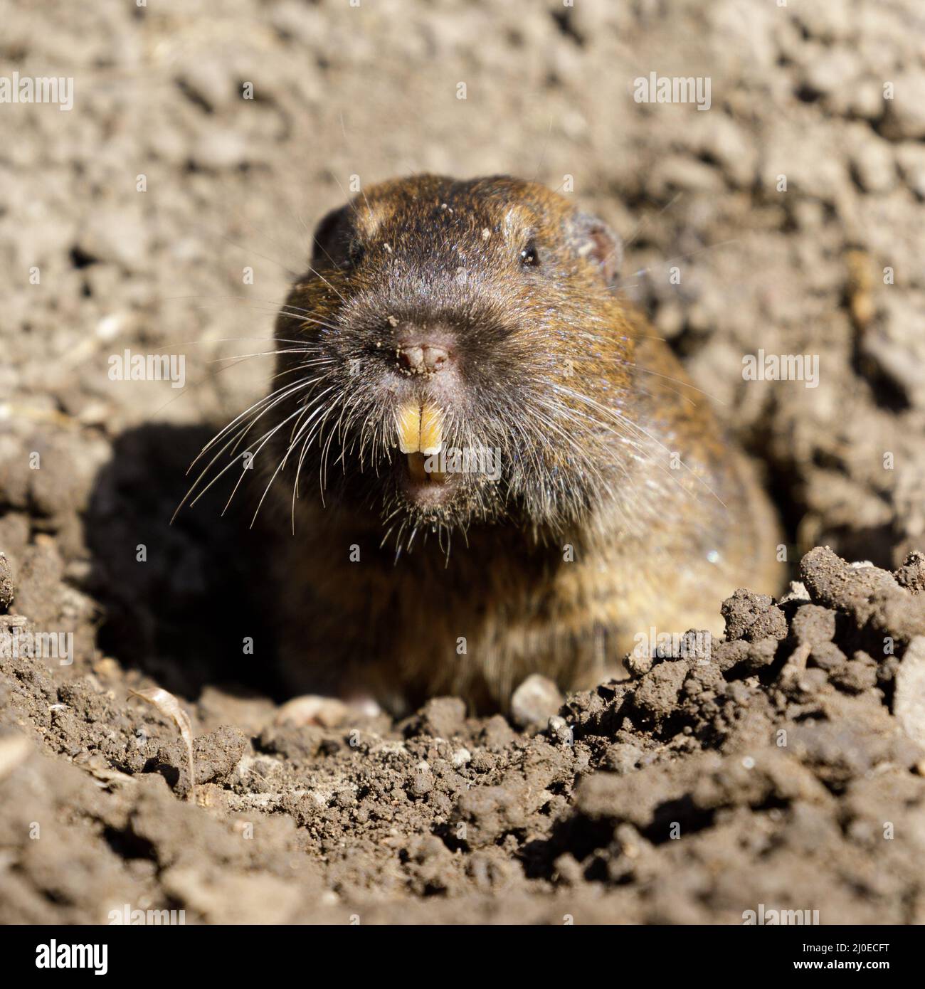 Curious Botta's Pocket Gopher peeking out of burrow. Santa Clara County, California, USA Stock