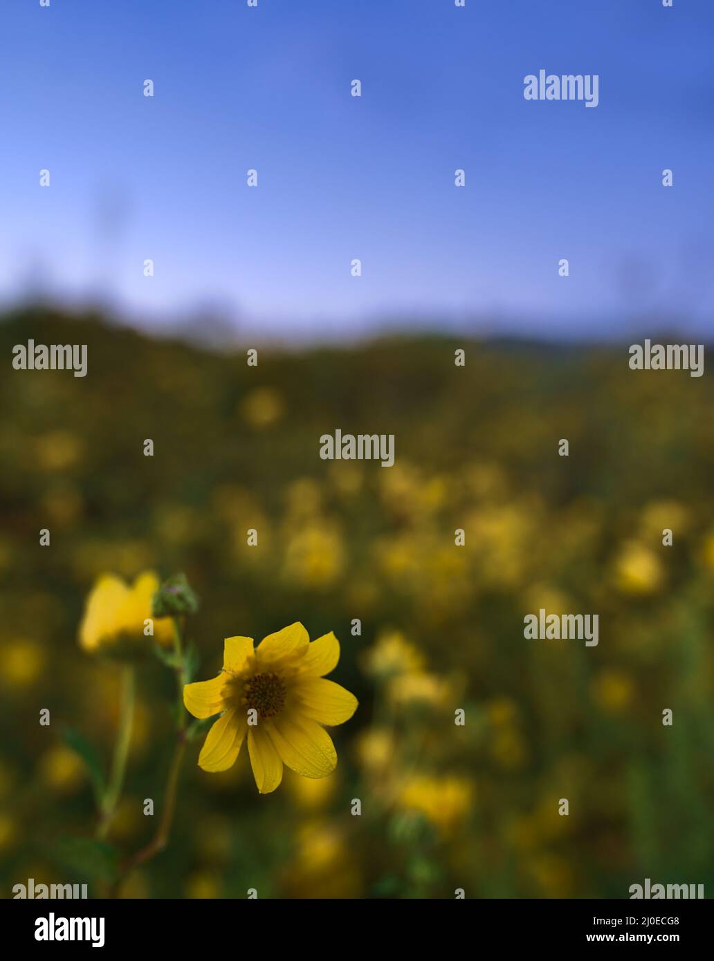 A macro image of a yellow wildflower in a large field in the fall in Kentucky. Stock Photo