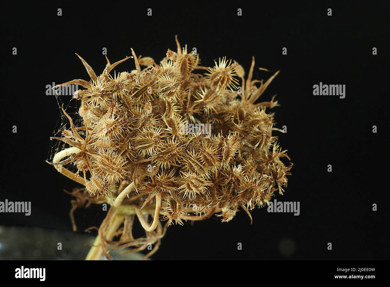 Carrot seeds (Daucus carota) Stock Photo