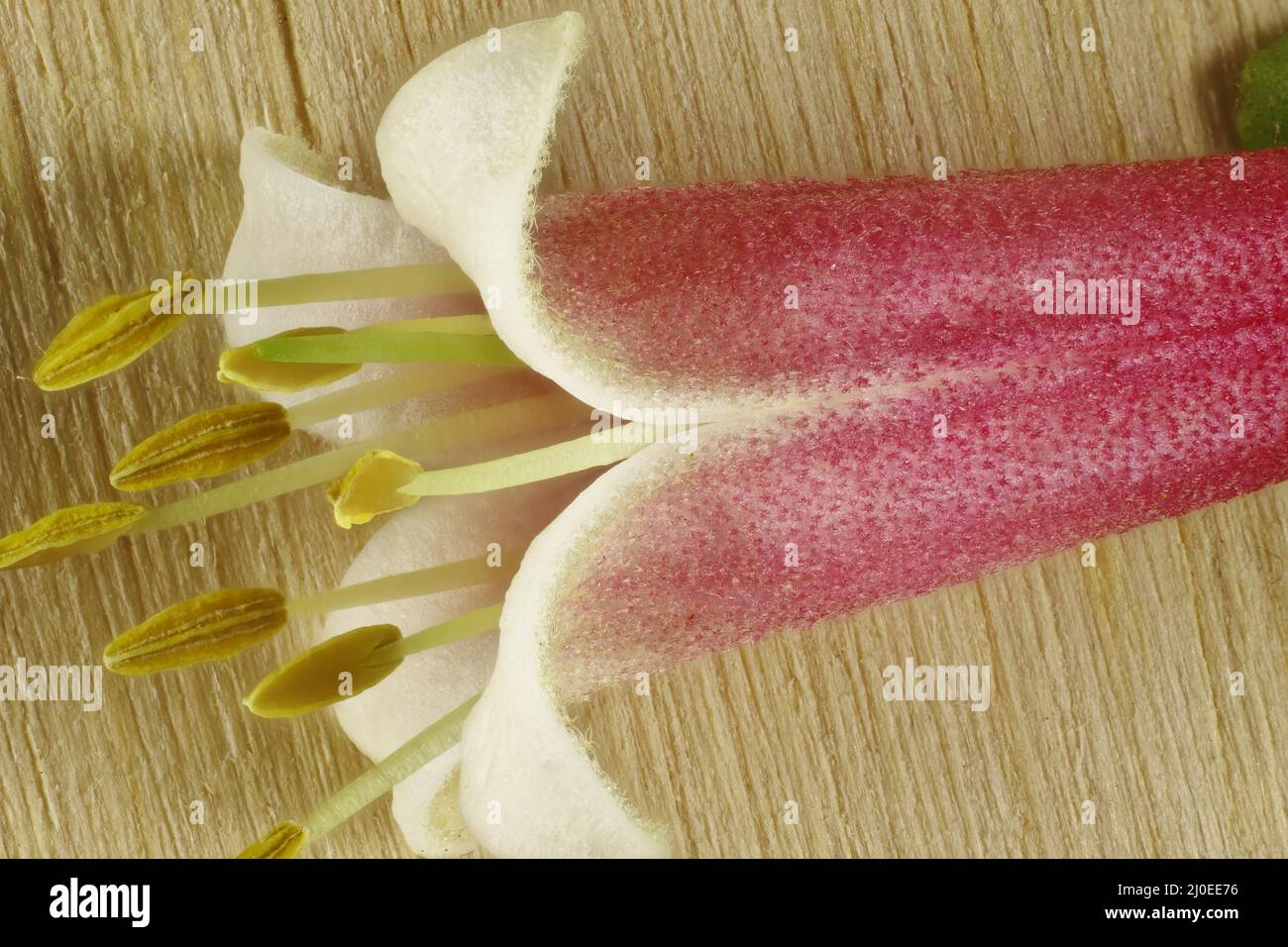 Magnified view of Correa 'Dusky Bells' flower. Australian native plant. Stock Photo