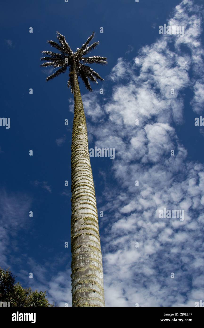 Colombian national tree the Quindio Wax Palm at the Cocora Valley