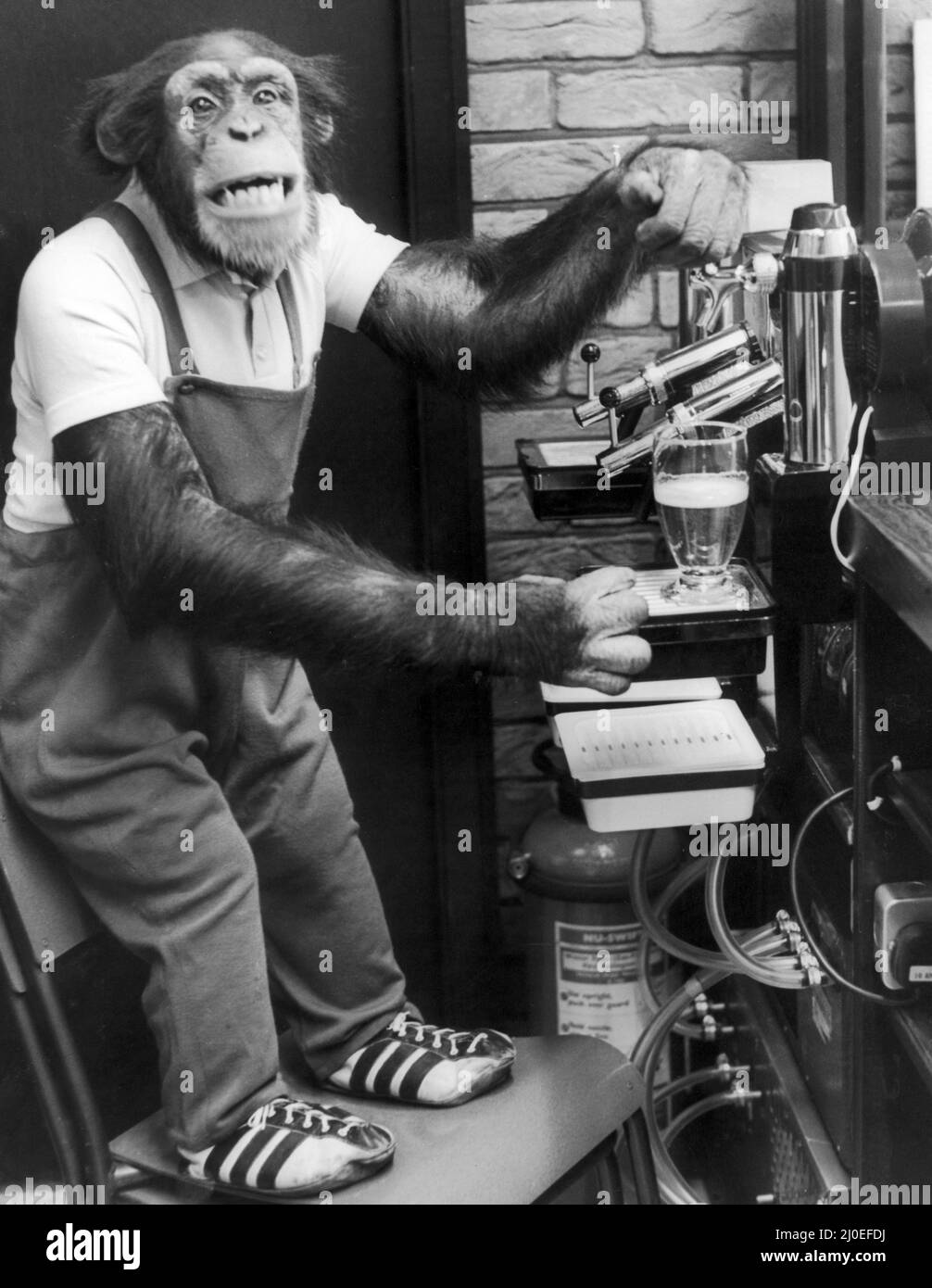 Just an ape's jape... Judy, one of the Twycross Zoo's chimpanzees, tries to out the beer pumps in the new bar prior to opening.And having pulled that half pint, Judy was allowed to sample the beer, which she did with relish. 30th March 1978 Stock Photo