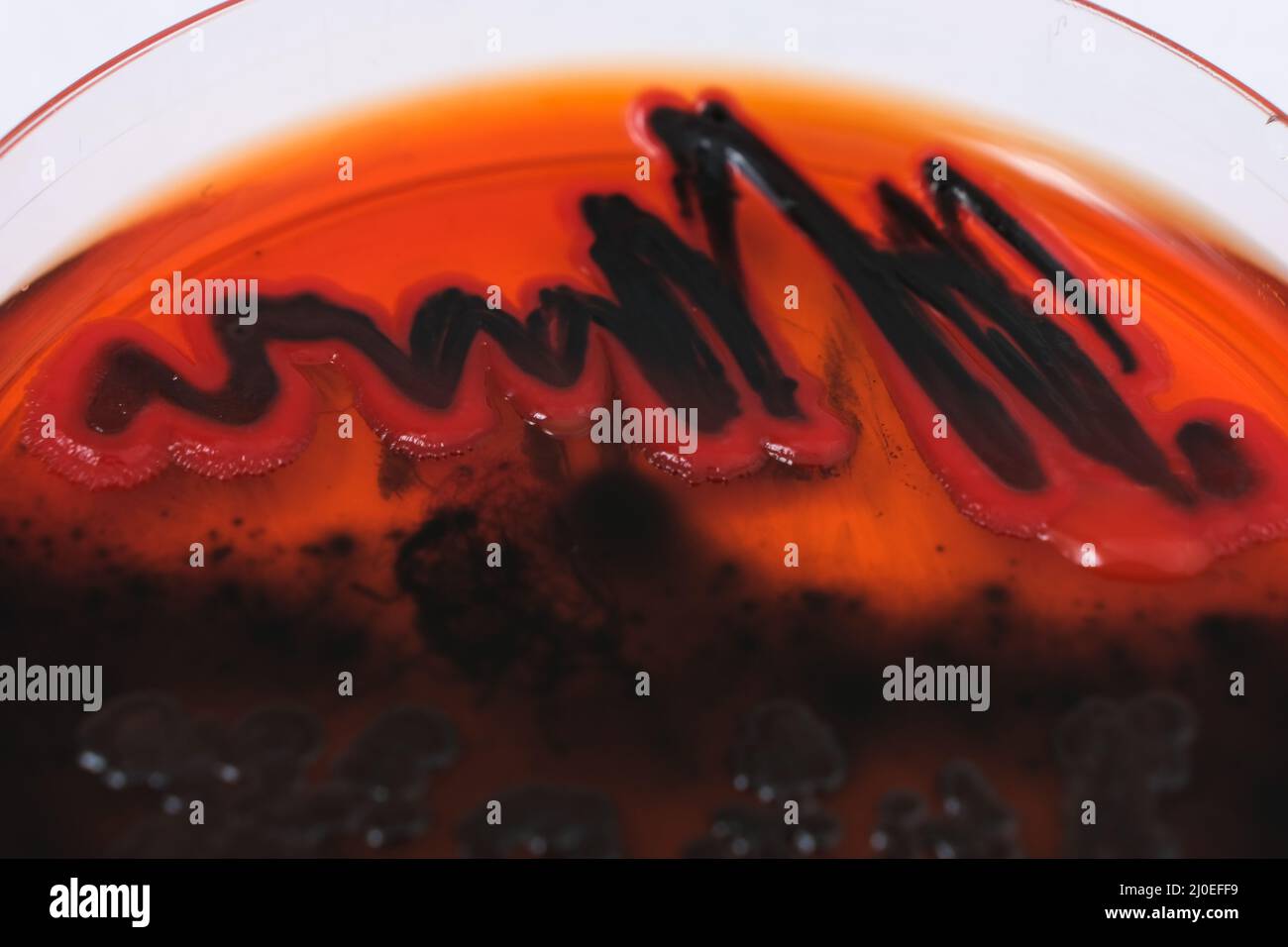 growth of black bacterial colonies on differential agar medium Stock