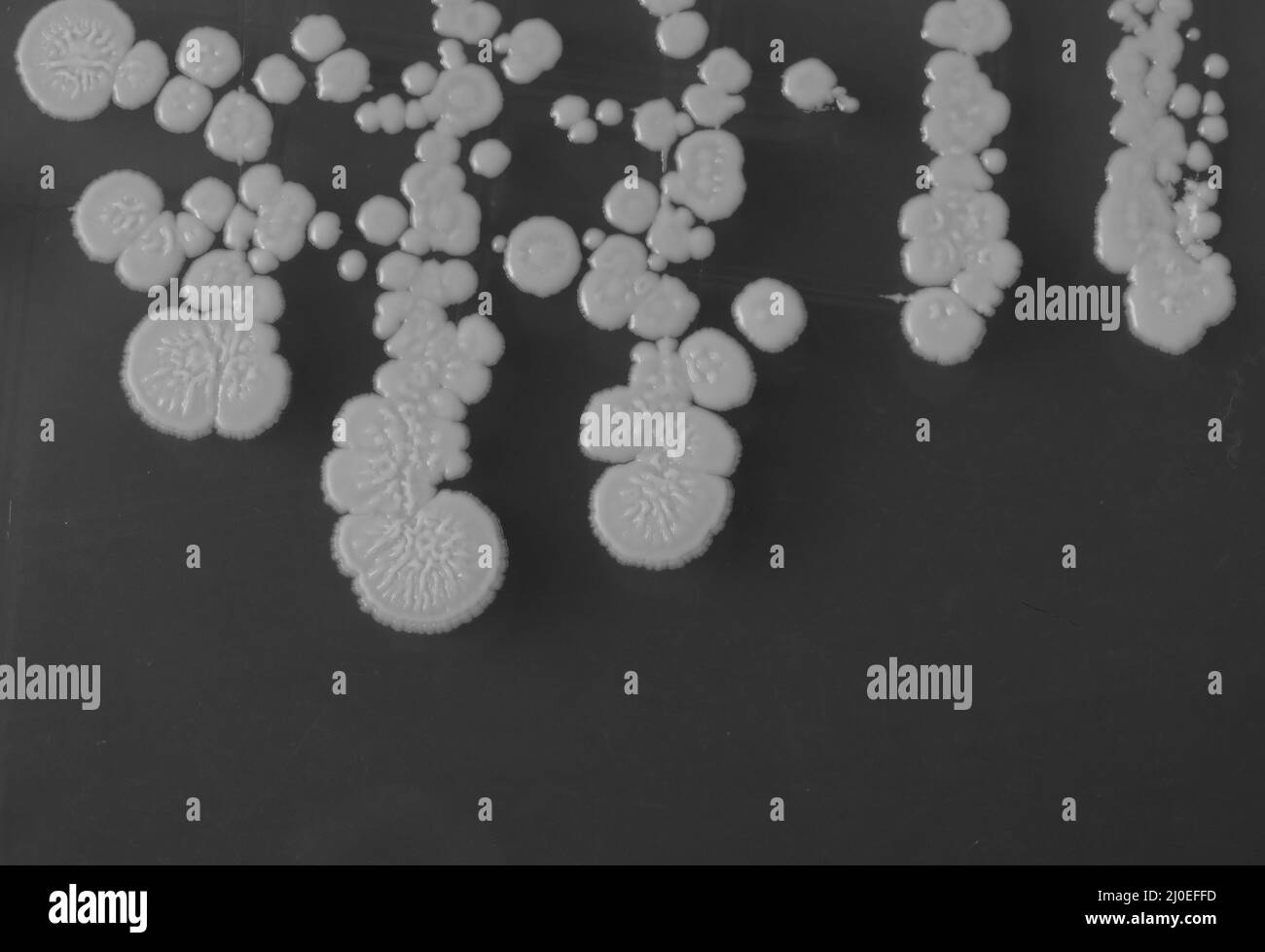 closeup photo of growth of bacteria clolonies on agar media Stock Photo