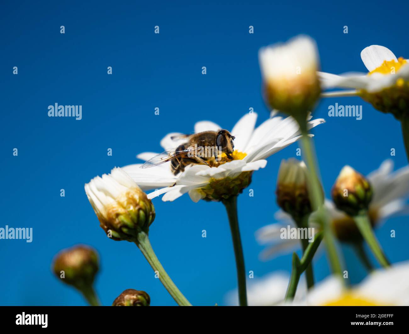 detail of a daisy with a bee collecting nectar in the field Stock Photo