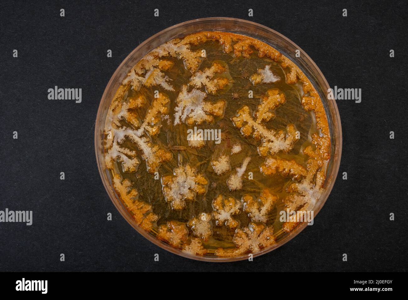 closeup photo of dry agar media in a plate Stock Photo Alamy