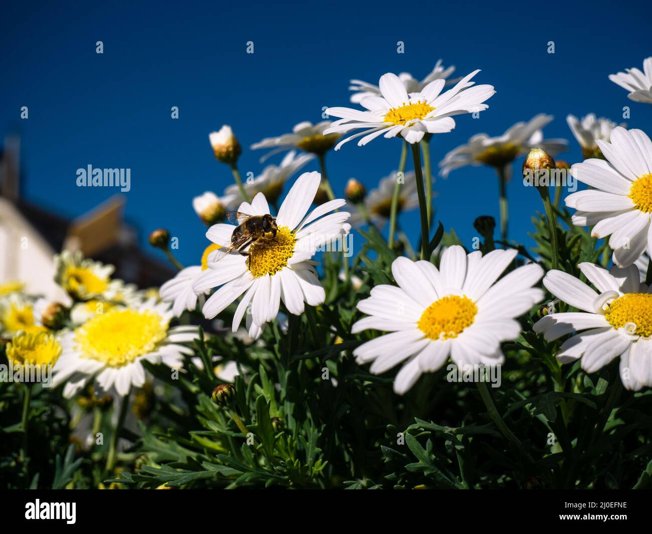 detail of daisies in a country house with a bee sucking pollen. Stock Photo