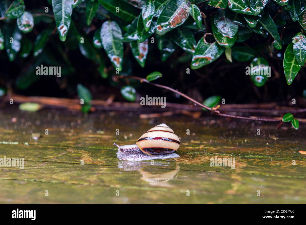 Garden snail drifting in the rain on a plank floor with wet plants in ...