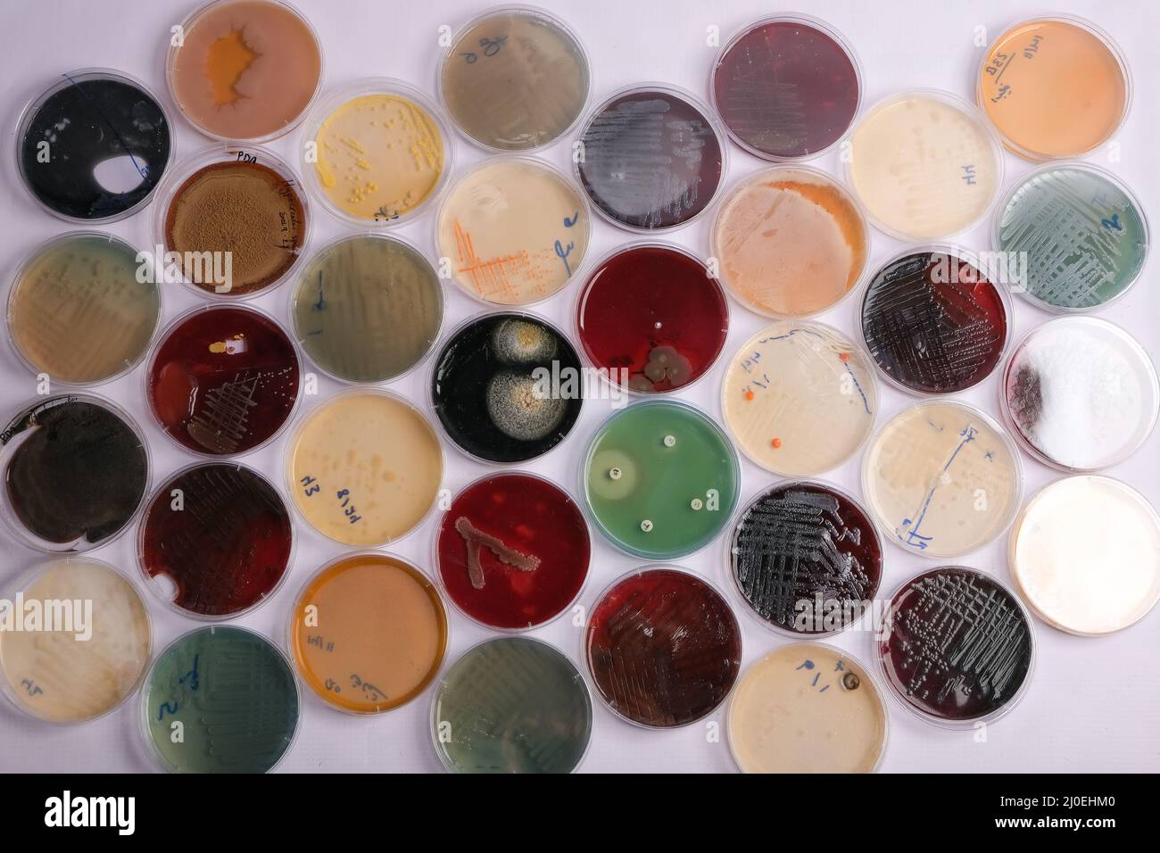 collection of culture plates contain growth of microorganisms on different agar media Stock Photo