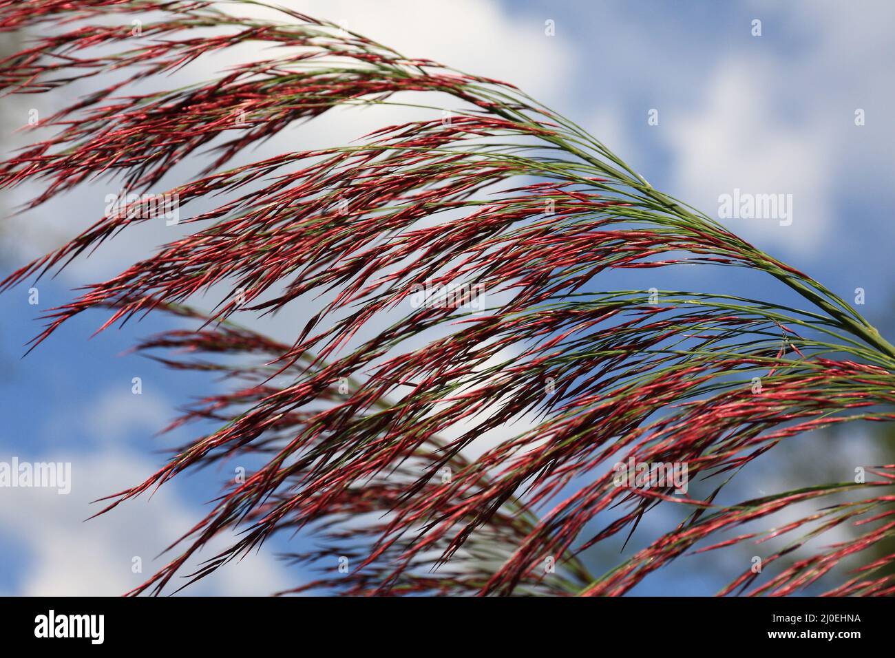 Red reed grass Stock Photo
