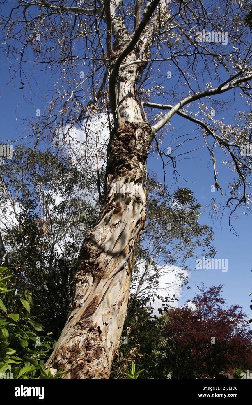 Tasmanian Eucalyptus tree Stock Photo